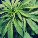 image - Cannabis Square