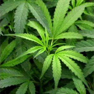 image - Cannabis Leaf 0