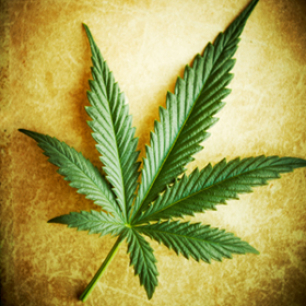 image - Single Cannabis Leaf 280