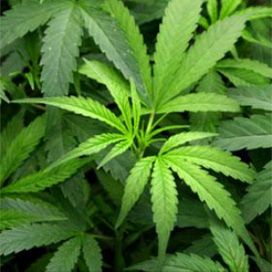 image - Cannabis Leaf