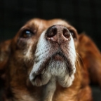 Image - Drug Detection Dogs